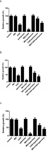 Figure 7. Effect of exogenous addition of polyamines on the antifungal activity of MG and CAS. C. albicans SC5314 cells which were exposed to 8 μg/ml MG and 0.125 μg/ml CAS alone or in combination were simultaneously treated with 2.5 mM Putrescine (a), spermidine (b) or spermine (c). The OD values were recorded after 6 h of growth and were represented relative to the OD values obtained from the control group. Data were shown as the mean ± standard deviation of the independent assays in triplicate. **, P< 0.01 as compared to the corresponding polyamine-free group