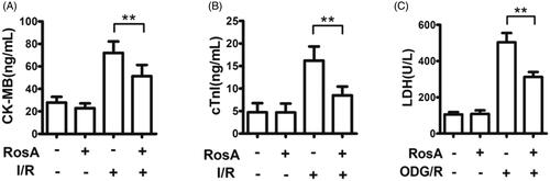 Figure 4. Effect of RosA on levels of CK-MB, cTnI and LDH for each group. (A) RosA reduces CK-MB levels in serum. (B) RosA reduces cTnI levels in serum. (C) RosA reduces LDH levels in culture medium. Data are expressed as the mean ± S.D. (n = 6). Significance was determined by ANOVA followed by Tukey’s test. **p < 0.01 vs. Vehicle + I/R or Vehicle + OGD/R.