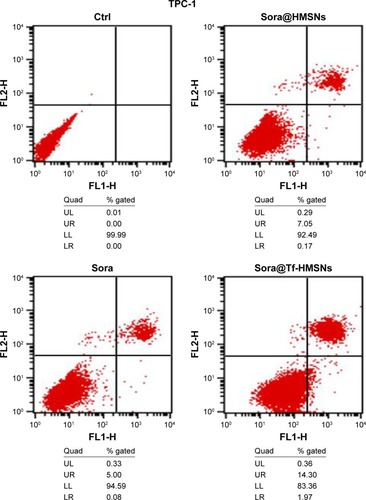 Figure 5 Annexin V/FITC staining indicating enhanced apoptosis and cell death by sora@Tf-HMSNs compared to sora@HMSNs and sorafenib group using flow cytometry in TPC-1 cell line.Note: Each experiments were replicated three times and representative pictures are shown.Abbreviations: Ctrl, control; FITC, fluorescein isothiocyanate; HMSNs, hollow mesoporous silica nanoparticles; sora@HMSNs, HMSNs loaded with sorafenib; sora@Tf-HMSNs, transferrin-conjugated HMSNs loaded with sorafenib; Tf-HMSNs, transferrin-conjugated HMSNs; UL, upper left; UR, upper right; LL, lower left; LR, lower right.