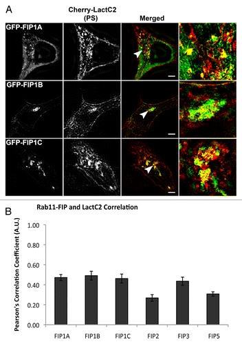 Figure 3. The Rab11-FIP1 proteins are within 100–200nm of LactC2 by SIM. (A) HeLa cells transfected with EGFP-Rab11-FIP1 proteins and mCherry-LactC2 were imaged on coverslips using structured illumination microscopy. Each Rab11-FIP1 protein displayed overlap with LactC2. Images were collected over a 1 μm stack of individual HeLa cells. Bars, 10 μm. (B) Pearson’s correlation coefficients were analyzed for each condition. Rab11-FIP1A (0.472 ± 0.029, n = 14 cells), Rab11-FIP1B (0.491 ± 0.044, n = 9 cells), and Rab11-FIP1C (0.462 ± 0.045, n = 8 cells) had statistically similar overlap with LactC2 (P > 0.05) Results were analyzed using an unpaired, two-tailed, Student’s t test and presented as Mean ± SEM.