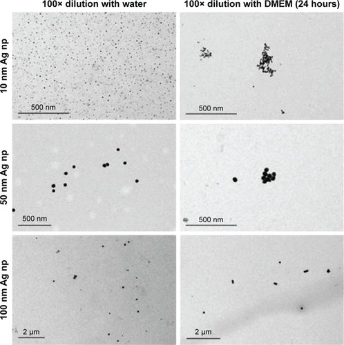 Figure 2 Representative TEM images of 10, 50, and 100 nm Ag nps diluted with water and DMEM cell-cultured media (24 hours).Abbreviations: Ag nps, silver nanoparticles; TEM, transmission electron microscopy.