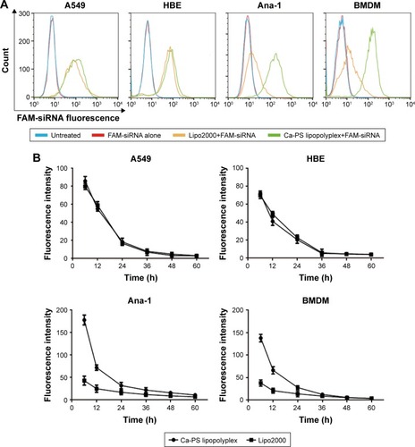 Figure 6 Monitoring the uptake efficiency of transfection complexes by transfected cells. Uptake efficiency was evaluated using FAM-labeled siRNA transfection complex at 6–60 hour post-transfection by flow cytometry.Notes: (A) Fluorescence histograms generated by flow cytometry 6 hours post-transfection of four types of cells. (B) Time-dependent declination of fluorescence from 6 to 60 hour post-transfection of four types of cells.