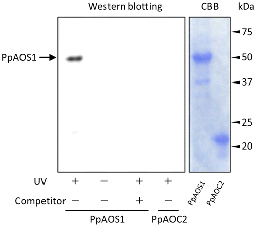 Fig. 5. Identification of the PpAOS1–azide probe–linker complex by Western blotting.