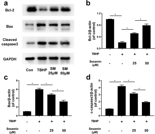 Figure 6. Sesamin alleviates TBHP-induced HUVECs apoptosis at protein level.