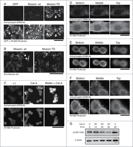 Figure 4. Subcellular localization of phospho-ERM proteins. (A) Immunocytochemistry of HEK293T transfectants with anti-phospho-ERM Ab. Up: fluorescent images of anti-phospho-ERM Ab. Down: fluorescent images of GFP and AF488-labeled Phalloidin. Magnification: x200. Scale bar: 200 μm. (B) Immunocytochemistry of HEK293T transfectants with anti-Moesin Ab. Staining with anti-Moesin Ab was detected at the edge of cells in Moesin-TD transfectants, while detected rather at the cytoplasm in Moesin-wt transfectants. Magnification: x200. Scale bar: 200 μm. (C) Immunocytochemistry of Cal-A-treated NIH3T3 cells. NIH3T3 cells untreated (left), treated with 20 nM Cal-A for 20 min (middle), and treated with Cal-A after Blebbistatin (Blebbi) pretreatment (right) were analyzed with anti-phospho-ERM Ab (up) and AF488-labeled Phalloidin (down). Cal-A treatment augmented phospho-ERM, induced cell body retraction and bleb formation. Fewer blebs were observed in Blebbistatin-pretreated cells. Magnification: x200. Scale bar: 200 μm. (D) Non-treated NIH3T3 cells. (E, F) Cal-A treated NIH3T3 cells. From D to F: Up: anti-phospho-ERM Ab. Down: AF488-labeled Phalloidin. Magnification: x1000. Scale bar: 20 μm. Side (E, F) and top (E) parts of Cal-A-treated cells were covered with blebs. Phospho-ERM and Phalloidin staining were detected at the rim of blebs. (G) Immunoblotting with anti-pY397-FAK. NIH3T3 cell lysates used in Figure 1B were analyzed by immunoblotting with anti-phospho-FAK (Y397) and anti-β-Actin Abs. Phospho-Y397-FAK was decreased over time after Cal-A addition to 20 nM. Concentration of Cal-A: nM, time: min.