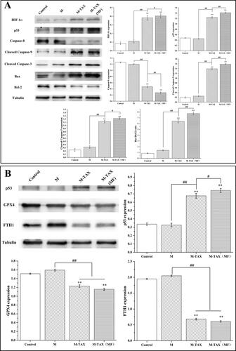 Figure 10. Effects of apoptosis related protein expression levels in MCF-7 cells treated with different groups (A). Where M represents Fe3O4@mSiO2-NH2-FA, M-TAX represents Fe3O4@mSiO2-NH2-FA, and MF represents magnetic field action (n = 3, ** P < .01, compared with the control group, # P < .05, ## P < .01, comparison between groups). Effects of ferroptosis related protein expression levels in MCF-7 cells treated with different groups (B). Where M represents Fe3O4@mSiO2-NH2-FA, M-TAX represents Fe3O4@mSiO2-NH2-FA, MF means magnetic field action (n = 3, ** P < .01, compared with the control group, # P < .05, ## P < .01, comparison between groups).