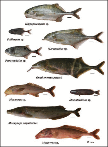 Figure 2 Diversification of snout morphology in the Mormyridae of the lower Congo River.