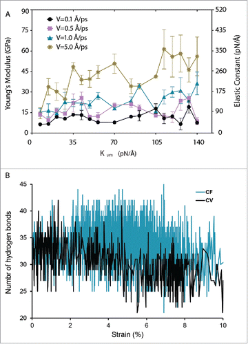 Figure 4. Comparing the constant-velocity (CV) method with the constant-force (CF) method for testing the mechanical behavior of α-helices using TM1 helix of MtMscL in water as an example. (A) The effect of pulling rate and stiffness of spring constant of the dummy atoms using constant-velocity method on the mechanical behavior of the TM1 helix of MtMscL. For higher pulling rates (> 1 Å/ps), there is a considerable fluctuation in the Young's modulus depending on the spring constant assigned to the dummy atoms. This fluctuation becomes larger as the spring constant becomes higher. As the rate of pulling decreases from 5.0 Å/ps to 0.1 Å/ps, the average of E values decreases from 42 to 11 GPa. (B) Change in the number of hydrogen bonds of TM1 α helix of MtMscL during the simulation time. The black trace shows the number of hydrogen bonds in the TM1 helix in the CV method, compared to those when the CF method was used. For this typical CV example, the spring constant is 0.6 kcal/mol/Å2 (i.e. ∼42 pN/Å) and the pulling velocity is 0.1 Å/ps. The force used in the CF method was 27 pN. The values of Young's moduli are Mean ± SEM. One-way ANOVA was used for statistical analysis with p-value < 0.05 and it was confirmed in groups with low n number using non-parametric Kruskal-Wallis test.