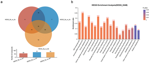 Figure 4. Dams analysis among the three groups. (a) Venn diagram indicates the common and unique metabolites in the three comparison pairs, (b) pathway enrichment of DAMs. The horizontal axis represents the pathway name, and the vertical axis represents the enrichment rate (representing the ratio of the number of metabolites enriched in the pathway to the total number of metabolites annotated in the pathway). The larger the ratio, the greater the extent of enrichment. The color gradient of the column indicates the significance of enrichment. The darker the color, the more significant the enrichment. ***p < 0.001, **p < 0.01, *p < 0.05.