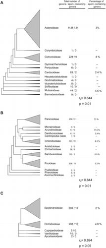 FIG. 6 Apomixis in subfamilies. (A) Asteraceae. (B) Poaceae. (C) Orchidaceae.