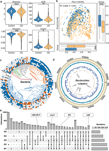 Figure 2. Multidimensional alterations in the gut microbiome of CD patients at species-, gene- and SNV-levels. (a) Alpha diversity measured by Shannon, ACE, Simpson and Chao1 index of patients with CD (orange, n = 785) and control individuals (blue, n = 456); *P < 0.05, **P < 0.01, ***P < 0.001 and ****P < 0.0001. (b) Principal coordinate analysis (PCoA) of samples from all five cohorts based on Bray–Curtis distance, which shows that microbial compositions were different between groups (R2 = 0.0265, P = 0.001). P values were calculated by 999 permutations (two-sided test). (c) Phylogenetic tree showing the differential bacteria species, grouped by the phyla. The differential species in each dataset are shown in each circle ‘D1-D5’ (P < 0.05, two-sided test); the meta-analysis results in integrated dataset were marked by ‘All’. Increased and decreased abundances are indicated by red and blue, respectively. (d) the chord diagram shows the distributions of annotated SNVs in Bacteroides vulgatus genome. The outer circle represents the genome of B. vulgatus; the inner circles represent the GC-content (cyan indigo lines), sequencing depth (purple lines) and sites of differential SNVs (brown points) in the genome, respectively. (e) UpSet plot showing the number of differential KO genes identified via MaAsLin2 in each dataset and those shared by the datasets. The number above each column represents the intersection size of differential KO genes. The connected dots represent the common differential genes across connected cohorts. The set size on the right represents the number of differential genes in each cohort.