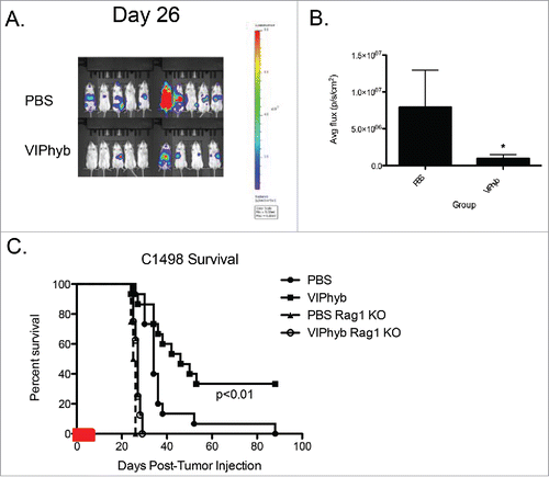 Figure 2. VIPhyb treatment led to reduced tumor burden in mice, which required the presence of lymphocytes. C1498-bearing mice were injected i.p with luciferin, anesthetized, and imaged in an IVIS spectrum imager. Rag1 knockout mice and wild-type albino B6 mice were injected with 106 C1498 cells i.v and treated with an early course of VIPhyb or PBS. (A) Representative BLI image of late stage C1498-bearing albino B6 mice treated with an early course of either PBS or VIPhyb. The scale indicates the intensity of the signal emitted from C1498 cells. (B) Quantification of tumor burden reported as average flux emitted from each mouse's entire body. (C) Survival of C1498-bearing, VIPhyb-treated Rag1 knockout mice compared with wild-type C1498-bearing B6 albino mice treated with either PBS or VIPhyb. (n = 9 PBS, n = 10 VIPhyb, n = 4 Rag1 KO PBS, n = 8 Rag1 KO VIPhyb) The red box on the x-axis indicates the treatment period. *p < 0.05, **p < 0.01, ***p < 0.001 indicate significant differences between or among groups of mice.