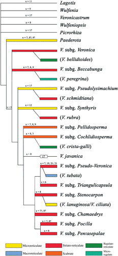 Figure 14. Principal exine ornamentation patterns represented in Veronica mapped onto a cladogram of relationships within tribe Veroniceae based on Albach et al. (Citation2001, Citation2004a , Citation2004c , Citation2005b , Citation2005c , Citation2009). Principal chromosome base numbers represented in each subgenus are indicated above branches. (Pollen data summarised from Hong, Citation1984, Fernández et al., Citation1997; Martínez-Ortega et al. Citation2000; Saeidi-Mehrvarz & Zarrei, Citation2006 and this paper.)