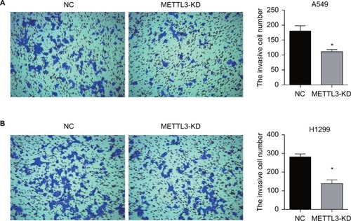 Figure 4 Transwell assay of lung cancer cells.Notes: Knockdown of METTL3 inhibited the invasion of A549 (A) and H1299 (B) cells. Experiments in this figure were all performed in triplicate (*P<0.05).