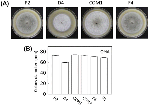 Fig. 4. Comparison of vegetative growth by the wild type and PoNBS1 mutants.Notes: (A) Colony morphology of the wild type and PoNBS1 mutants. The P. oryzae strains were cultured on OMA plates for 13 days. Scale bar = 1 cm. (B) Quantification of hyphal growth by the wild type and PoNBS1 mutants grown on OMA plates for 13 days, as shown in (A). Each data point represents the mean ± SE (n ≥ 3).