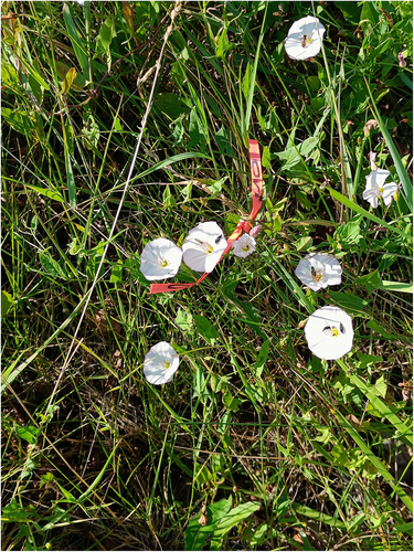 Figure 1. Individually marked plant in rural area with a high abundance of syrphid flies and beetles (Podonta nigrita).