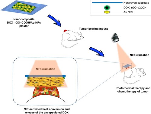 Scheme 1 Schematic representation of the fabricated plaster composed of DOX_rGO–COOH and Au NRs and it’s in vivo application.Abbreviations: Au NRs, gold nanorods; DOX, doxorubicin; rGO–COOH, carboxylated-reduced graphene oxide; NIR, near infrared.