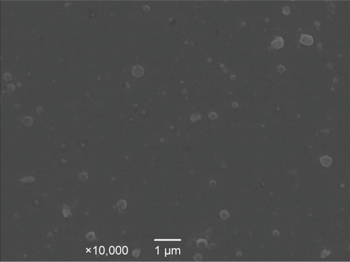 Figure 2 Scanning electron microscopy photographs of enrofloxacin-loaded SLNs.Abbreviation: SLNs, solid lipid nanoparticles.