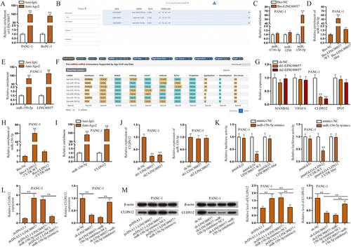 Figure 2. LINC00857 regulates the expression of CLDN12 by sponging miR-150-5p in PAAD cells.