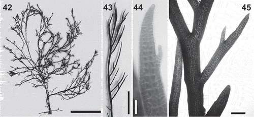 Figs 42–45. Lophurella pauciramulosa. Fig. 42. Habit of the holotype (specimen WELT A033737 (ASR166)). Fig. 43. Apical part of an erect axis with determinate branches. Fig. 44. Apex of an erect axis. Fig. 45. Determinate branch lacking trichoblasts. Scale bars: Fig. 42 = 35 mm; Fig. 43 = 6 mm; Fig. 44 = 60 µm; Fig. 45 = 400 µm.