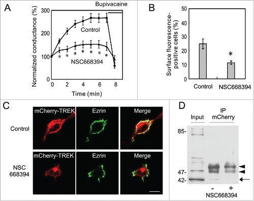 Figure 4. Involvement of ezrin in the surface localization of TREK-1c channels. (A) Inhibition of the run-up by an ezrin inhibitor. TREK-1c conductance gradually increased in control TR-1 cells, but the addition of the ezrin inhibitor, NSC668394 (100 µM), to Tyrode solution significantly inhibited the run-up (*p < 0.05, the Student's t-test, n = 8). (B) The percentage of cells in which mCherry-TREK-1c proteins were localized at the plasma membrane was significantly decreased by the NSC668394 treatment (p < 0.05, the χ2-test, 100 cells from 3 independent experiments). (C) The co-localization of ezrin with mCherry-TREK-1c proteins at the plasma membrane and dissociation by NSC668394. MT-1 cells were immunostained with an anti-ezrin antibody. Anti-ezrin immunoreactivity was co-localized with mCherry-TREK at the plasma membrane in control cells. In contrast, in NSC668394-treated cells, mCherry-TREK fluorescence was dissociated from the anti-ezrin antibody and plasma membrane. (D) Involvement of ezrin in the association between TREK and actin. MT-1 cells were incubated with 100 µM NSC668394 or 0.1% DMSO for 5 min. Solubilized lysates, which were immunoprecipitated with an anti-mCherry antibody, were then immunoblotted with an anti-actin antibody. The addition of NSC668394 decreased actin precipitation, suggesting the involvement of ezrin in the association of TREK-1c with actin fibers. Arrow and arrowheads indicate the position of actin and IgG, respectively.