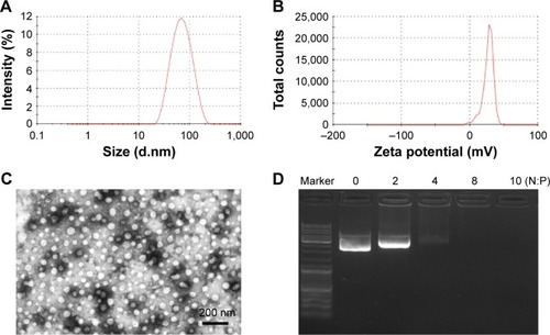 Figure 2 Characterization of HPEI nanoparticles.Notes: (A) Size distribution spectrum of HPEI nanoparticles. (B) Zeta potential spectrum of HPEI nanoparticles. (C) Transmission electron microscopic image of HPEI nanoparticles. (D) The DNA-binding ability of HPEI nanoparticles determined by gel retardation assay. All data were representative of three independent experiments.Abbreviations: HPEI, heparin–polyethyleneimine; DNA, deoxy ribonucleic acid; N:P, ratio of nitrogen atoms to phosphate group.