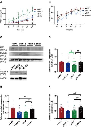 Figure 6 Effect of a restrain stress on the barrier function in the colon. (A) Time-dependent changes in FITC-dextran 4000 (FD-4) flux through all subgroups as paracellular pathway for 120 mins. (B) Horseradish peroxidase (HRP) flux (=transcellular pathway) was measured ex vivo. (C) Western blot for TJ proteins. Distal colon was subjected to immunoblotting for ZO-1, occludin, claudin-5 and GAPDH. Representative results of one experiment are shown. Similar results were obtained in three independent experiments: y-WKY group, y-WKY-S group, y-SHR group, y-SHR-S group. (D–F) The intensity of the bands was quantified by scanning densitometry, standardized with respect to ZO-1, occludin, claudin-5 and GAPDH protein and expressed as mean ± SEM. Unpaired t-test, *p < 0.05, ***p < 0.001 (Blue y-WKY-S vs y-WKY, Green y-SHR vs y-WKY); #p < 0.05, ##p < 0.01 (y-SHR-S vs y-SHR); Δp < 0.05, ΔΔp < 0.01 (Black y-SHR-S vs y-WKY-S, Green y-SHR vs y-WKY-S).