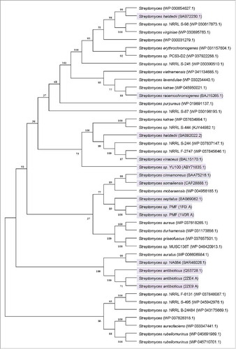 Figure 1. Unrooted neighbor-joining tree based on the amino acid sequences of the organisms from Table 1 (accession numbers are in parentheses). A consensus tree was constructed using a bootstrap test with 1000 replications. Bootstrap values greater than 50% are shown at the branch points. The organisms harboring defined PLD activity are shadowed.