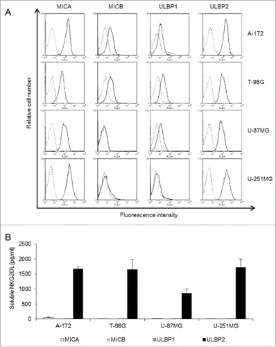 Figure 1. GBM cell lines express various NKG2DLs and release soluble ULBP2 into the supernatant. (A) Cell surface expression of MICA, MICB, ULBP1 and ULBP2 (solid lines) was determined by flow cytometry in A-172, T-98G, U-87MG and U-251MG cells. Dotted lines represent the respective isotype controls. (B) The amount of sMICA (white), sMICB (light gray), sULBP1 (dark gray) and sULBP2 (black) in cell culture supernatants was determined by ELISA. Data are presented as mean values of three independent experiments +/− SEM.