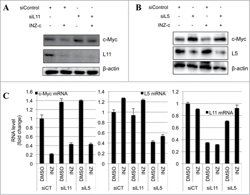 Figure 5. RPL11 and RPL5 are required for the targeting of c-Myc by INZ(c). (A) and (B) Knocking down RPL11 (A) and RPL5 (B) rescues the suppression of c-Myc protein expression by INZ(c). H1299 cells transfected with indicated plasmids and harvested for WB analysis to check the expression of c-Myc, RPL11, RPL5, and actin. (C) Knocking down RPL11 or RPL5 impairs the inhibitory effect of INZ(c) on c-Myc mRNA expression. H1299 cells treated with indicated drugs and siRNAs were harvested and subjected to qRT-PCR analysis.