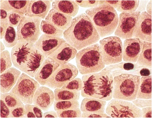 Figure 4. (Color online) Giant polyploid cells (anaphases and interphases) in root meristem of A. cepa after incubation in solution of 50 mg l−1 AgNP.