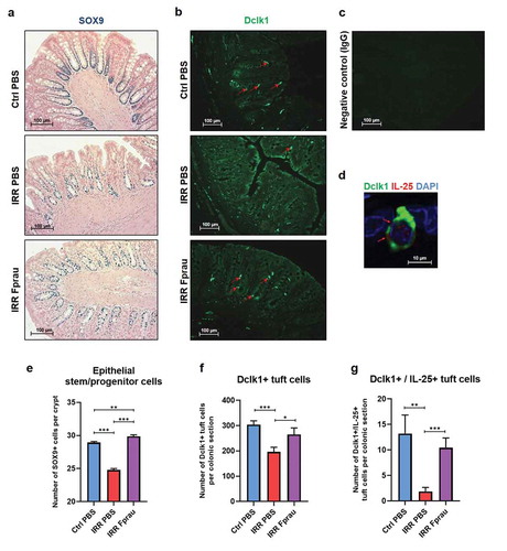 Figure 5. Effect of prophylactic F. prausnitzii treatment on 29 Gy colorectal irradiation-induced reduction of stem/progenitor cells and tuft cells at 3 d.