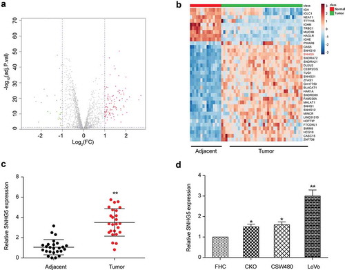 Figure 1. SNHG5 was overexpressed in colorectal cancer tissues and cells. (a) Volcano plot. (b) Heat map. (c) qRT-PCR results of SNHG5 in colorectal cancer tissues and adjacent normal tissues. (d) qRT-PCR results of SNHG5 in colorectal cancer cell lines RKO, SW480, LoVo and normal colorectal mucosa cell line FHC. * P＜0.05, ** P＜0.01, compared with control group.