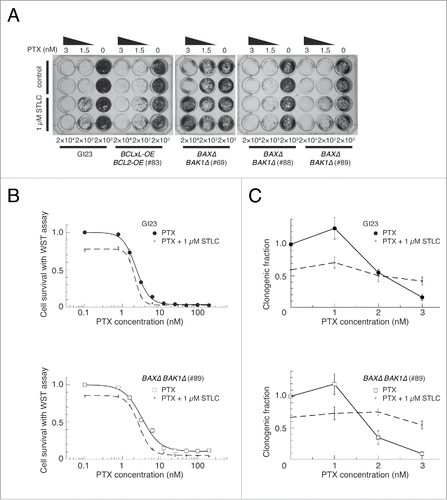 Figure 4. Effect of STLC on cell survival after paclitaxel treatment. (A) Bulk cell growth after drug treatment. Two thousand or 2 × 104 cells were plated into each well of 24-well plates, treated with appropriate drugs for 48 h, and incubated for a further 5–7 days in fresh medium. Upper two rows represent cells treated with paclitaxel alone and lower 2 rows represent cells treated with paclitaxel and 1 µM STLC. (B) Cell survival immediately after paclitaxel and STLC treatment for 48 h measured using the WST assay (see Materials and Methods). (C) Colony-forming ability after treatment with paclitaxel and STLC for 48 h. The results are shown as mean ± SEM (n = 3).