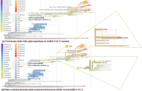 Figure 2 Nextstrian time-scaled phylogeny showing evolutionary relationships of 7 omicron lineages of SARS-CoV-2 viruses: (a) depicting spike mutations clade wise, (b) shows nextstrain clade of all the seven omicron variants identified in this study.