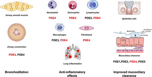 Figure 1 Effect of PDE inhibition in COPD. Combined inhibition of PDE3 and PDE4 provides additive and synergistic anti-inflammatory and bronchodilator effects when compared to PDE3 or PDE4 inhibition alone. It also improves mucociliary clearance. The primary PDE implicated in the activity of the given cell is shown in red.