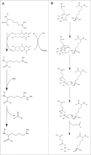 Figure 2. Mechanisms of lysine demethylation. (A) Mechanism of LSD1 demethylation via an amine oxidation reaction. (B) Mechanism of JmjC protein demethylation via a hydroxylation reaction. Adapted from Cloos et al.Citation68