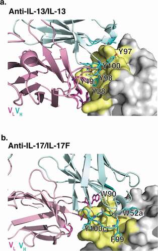 Figure 2. X-ray crystallographic structures of anti-IL-13 (lebrikizumab)Citation40 and anti-IL-17 (MCAF5352ACitation41) antibody Fabs complexed with their respective ligands displaying aromatic residues chosen for mutational studies. (a) View of anti-IL-13/IL-13 interface depicting important viscosity reducing residues (PDB 4I77).Citation40 The anti-IL13 VH is cyan and VL is light pink, with dark cyan and magenta side chains within 4 Å of IL-13. IL-13 is gray with yellow epitope within 4 Å of anti-IL-13. (b) View of anti-IL-17/IL-17F interface depicting important residues (PDB 6PPG). Anti-IL-17F VH is cyan and VL is light pink, with dark cyan and magenta side chains within 4 Å of IL-17. IL-17F is gray with yellow epitope within 4 Å of anti-IL-17F. See the Supplementary Materials for the sequences for the variable domains for the anti-IL-13 (Figure S6) and anti-IL17 (Figure S7) antibodies