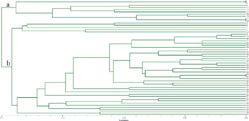 Figure 2. Dendrogram of 52 ramie accessions from Group I based on the allelic data of 36 SSRs.