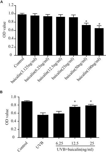 Figure 1 Baicalin protects against the UVB-induced phototoxicity in HSFs. (A) Effect of baicalin at different dosages on HSFs viability. Baicalin was applied to the HSFs at 3.125, 6.25, 12.5, 25, 50, 100 ng/mL. After 24 hrs, the cultured cell viability was assayed by using a CCK-8 assay kit. Values are given as means±SEM (n=5). *p < 0.05 versus Control. (B) Baicalin protects cultured HSFs against UVB-induced cell viability. HSFs were irradiated with 600 J/m2 of UVB, and then cultured with 6.25, 12.5, and 25 ng/mL baicalin. Twenty-four hours after UVB irradiation, the cell viability was assayed by using a CCK-8 assay kit. Values are given as means±SEM (n=6). *p < 0.05 versus UVB.