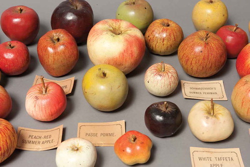 FIGURE 3. Detail of the model apples. Photograph by Paul Atkins. Reproduced by permission of the Board of Botanic Gardens and State Herbarium (South Australia). Permission to reuse must be obtained from the rightsholder.