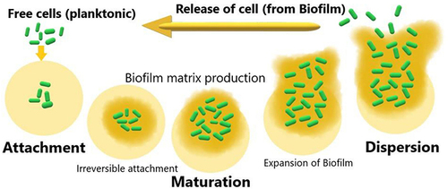 Figure 1 Graphical representation of various steps involved in generation of biofilm by bacterial cells.