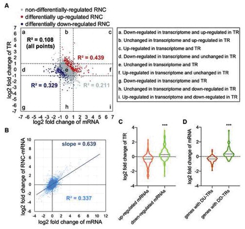 Figure 4. Correlation between transcriptional and translational regulation, in the HFD versus control comparison. (A) Correlation of the fold change of mRNA abundance and TRs. Nine squares indicate nine responsive categories. (B) Correlation of relative mRNA abundance and RNC-mRNA abundance. (C) Relative TR value distribution of differentially regulated mRNAs. ***p < 0.001, the Mann-Whitney test. (D) mRNA fold change value distribution in genes with differentially regulated TRs. ***p < 0.001, the Mann-Whitney test