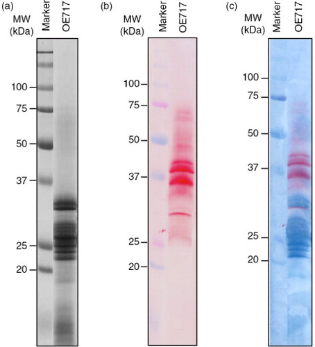 Fig. 2 Electrophoresis and immunoblot analysis of avenin protein extracts from oat accession OE717. (a) Proteins were separated by SDS–PAGE using 12.5% polyacrylamide gel and stained with Coomassie Brilliant Blue (CBB), (b) then transferred onto a nitrocellulose membrane and then exposed to G12 moAb. (c) Dual double membrane staining, first using G12 moAb and then nigrosin, distinguished the total avenin fraction versus G12-specific proteins. Lane MW, molecular weight markers (in kDa).