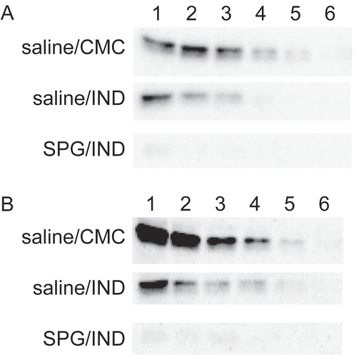 Figure 7.  CYP3A11 protein expression of liver microsomes from SPG/IND-administered mice just before disease. Five-week-old ICR mice (A) and eight-week-old C3H/HeJ mice (B) were administered SPG (100 μg/mouse) or saline IP on Days -5, -3, and -1, and indomethacin (IND, 5 mg/kg) per os from Day 0 to 4. On Day 3 and 4, liver microsomes were obtained and CYP3A11 protein expression was measured by Western blotting. Lane 1, 500 μg/ml; Lane 2, 250 μg/ml; Lane 3, 125 μg/ml; Lane 4, 62.5 μg/ml; Lane 5, 31.25 μg/ml; Lane 6, 15.625 μg/ml.