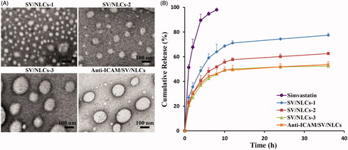 Figure 1. The characterization of formulated SV/NLCs. (A) Representative TEM images of formulated SV/NLCs (bar = 100 nm). (B) In vitro release profile of simvastatin from NLCs. The data represent the mean ± SD (n = 3).
