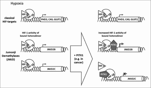 Figure 1. Hypoxia induced HIF-1 heterodimer complexes regulate the expression of HIF-1 target genes under hypoxia. In PITX1 overexpressing cells only a certain subset of HIF-1 dependent genes shows increased expression, here JMJD 2B, while classical HIF-1 target genes are not affected (PHD3, CA9, GLUT1) or even reduced (JMJD2C).