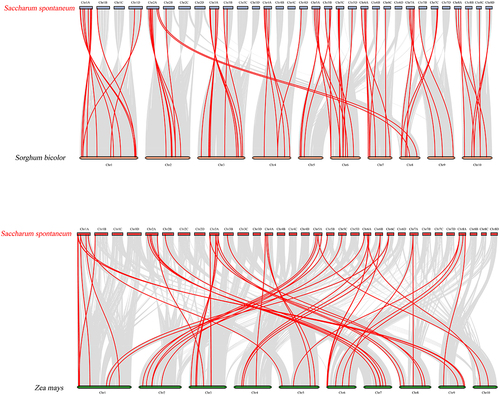 Figure 4. Collinearity analysis among S. spontaneum, S. bicolor, and Z. mays. The gray line represents collinear regions within the genome, and the red line represents collinear NAC gene pairs.