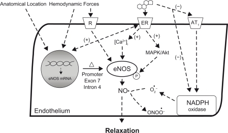 Figure 2 Effects of genetic factors and estrogen on eNOS function and NO bioavailability in coronary arteries with hypertension. Activation of the membrane-bound estrogen receptor can increase eNOS expression and activation as well as reduce the destruction of NO by superoxide, thereby increasing NO available for relaxation. Local hemodynamics, location in the coronary vascular bed, and genetic polymorphisms can also affect eNOS expression and may impact coronary relaxation in hypertension.