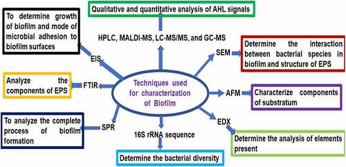 Figure 3. Biochemical and biophysical characterization of biofilm (16S rRNA sequence analysis can be applied to determine the bacterial diversity in the biofilm).